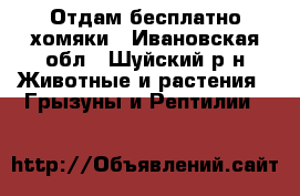 Отдам бесплатно хомяки - Ивановская обл., Шуйский р-н Животные и растения » Грызуны и Рептилии   